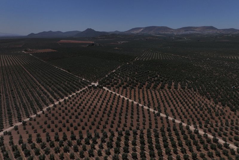 Spanish black olive exporters urge EU to hit back on US tariffs