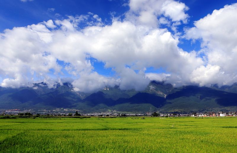 &copy; Reuters. FILE PHOTO: A general view shows rice crops in the farmland on the outskirts of Dali, Yunnan province, August 6, 2013. REUTERS/Jason Lee/File Photo