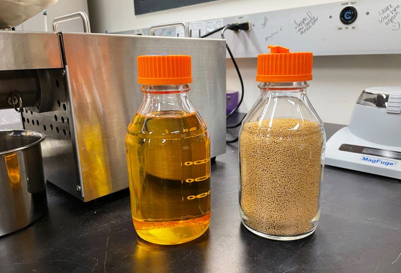 © Reuters. Bottles of covercress seeds and oil are seen at an Illinois State University laboratory in Normal, Illinois, U.S. May 6, 2021. Picture taken May 6, 2021. REUTERS/Karl Plume