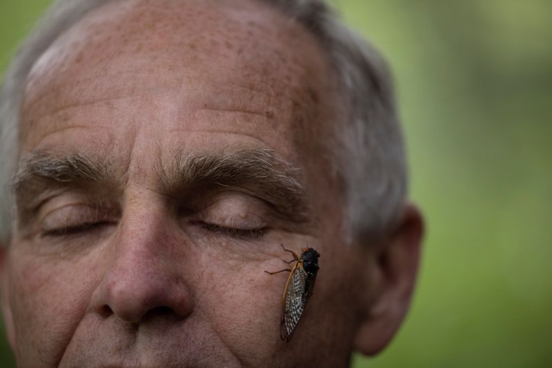 &copy; Reuters. A newly emerged adult cicada stands on entomologist Michael Raupp's face, at the university of Maryland campus in College Park, Maryland U.S., May 14, 2021. "You don't have to go to Tanzania or Botswana for a safari, you can go right in your own backyard 