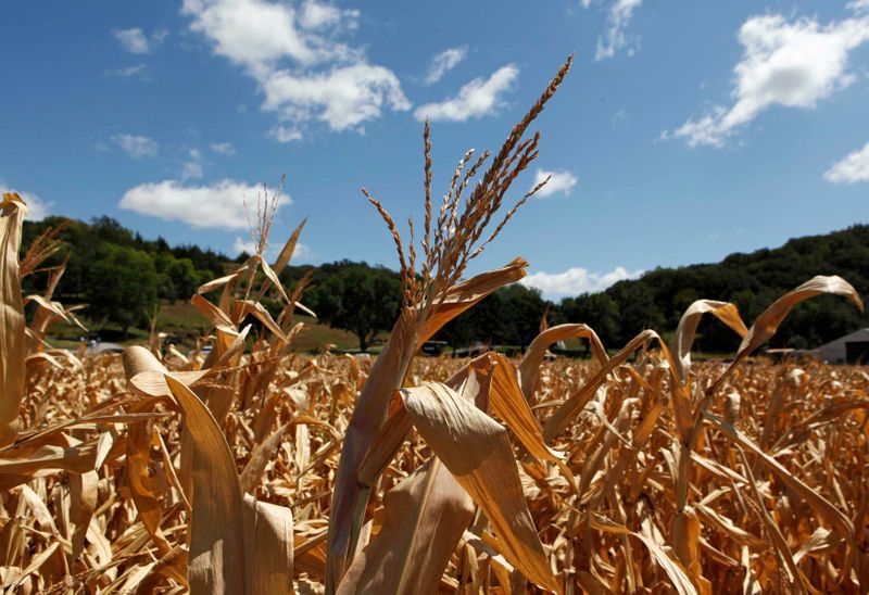 &copy; Reuters. Campo de milho no Vale do Misssouri.
13/08/2012
REUTERS/Larry Downing 