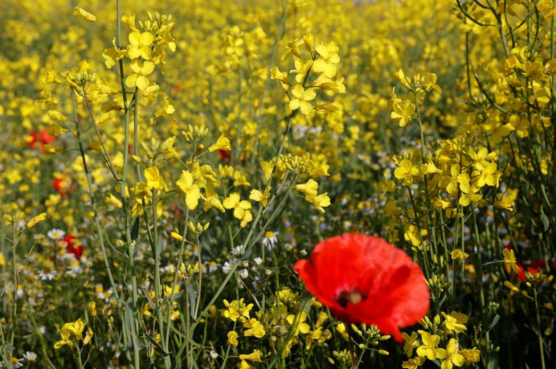 &copy; Reuters. A poppy is seen in a yellow rapeseed field in Tilloy-Lez-Cambrai, France, May 27, 2021. REUTERS/Pascal Rossignol