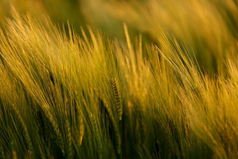 &copy; Reuters. FILE PHOTO: A barley field is seen during sunset in Queant, France, May 26, 2021. REUTERS/Pascal Rossignol/File Photo