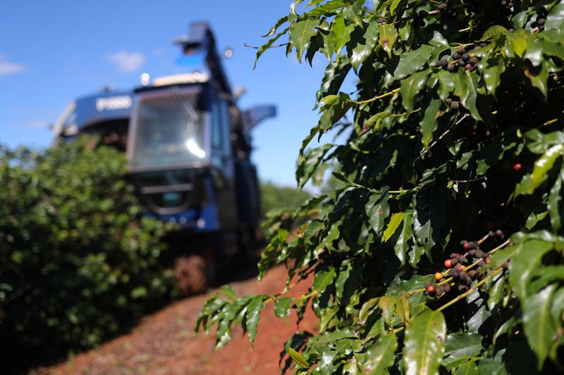 &copy; Reuters. Colheitadeira avança sobre plantação de café em São João da Boa Vista (SP)
REUTERS/Amanda Perobelli