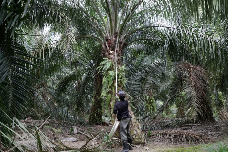 &copy; Reuters. FILE PHOTO: A worker collects palm oil fruits at a plantation, amid the coronavirus disease (COVID-19) outbreak in Klang, Malaysia, June 15, 2020. REUTERS/Lim Huey Teng