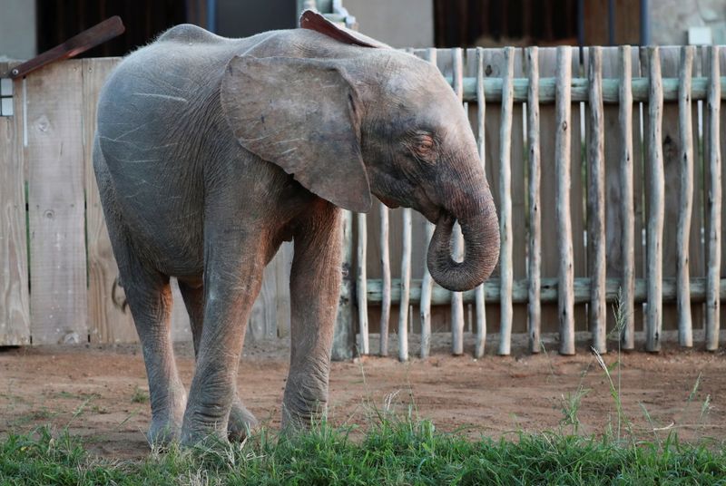 South African albino elephant beats odds to thrive among herd