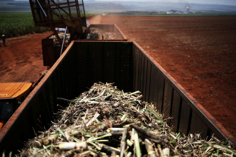 © Reuters. Carga de cana-de-açúcar é colocada em caminhão em fazenda de Ribeirão Preto, SP
15/09/2016
REUTERS/Nacho Doce