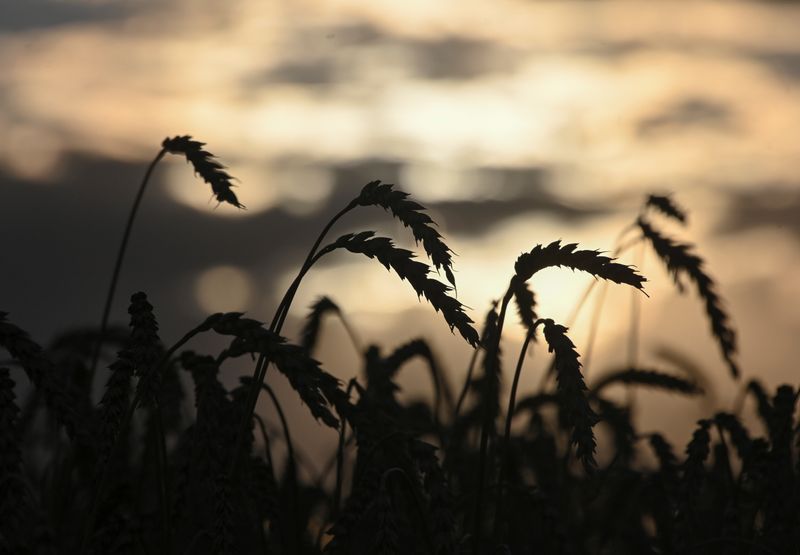 &copy; Reuters. Ears of wheat are seen on sunset in a field of Triticum farm in Omsk Region, Russia September 16, 2020. Picture taken September 16, 2020.  REUTERS/Alexey Malgavko