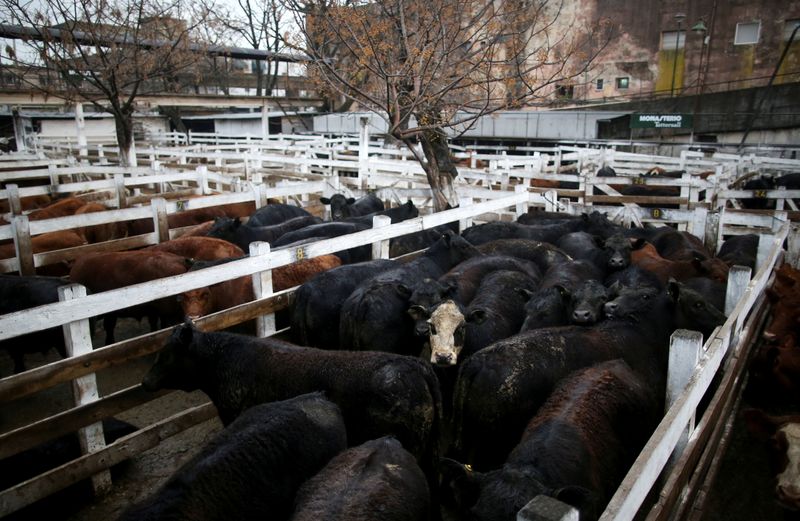 &copy; Reuters. Gado no mercado de Liniers, in Buenos Aires
 27/8/2019 REUTERS/Agustin Marcarian