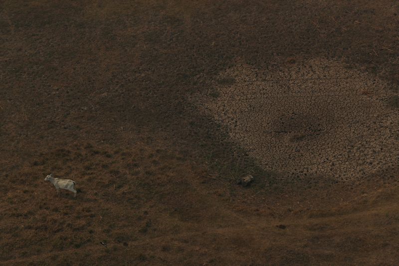 &copy; Reuters. FILE PHOTO: An aerial view shows a cow standing amongst a dry area at a ranch in the Pantanal, the world's largest wetland, in Pocone, Mato Grosso state, Brazil, August 28, 2020. Picture taken August 28, 2020. REUTERS/Amanda Perobelli/File Photo