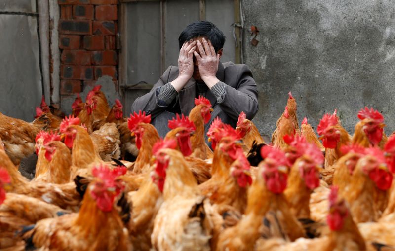 La Chine fait état d'un premier cas humain de grippe aviaire H10N3
