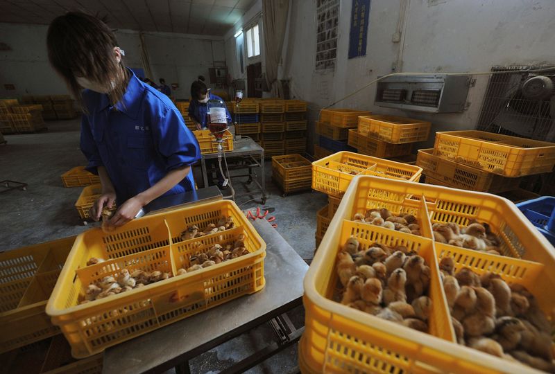 &copy; Reuters. Trabalhadores vacinam frangos em fazenda da China
14/04/2013
REUTERS/Stringer/File Photo