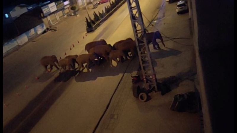 &copy; Reuters. FILE PHOTO: A herd of elephants walk along a road in Eshan, Yunan, China, May 27, 2021 in this still image taken from video obtained from social media. Eshan County Fang Yuan Car Care Center/ via REUTERS 