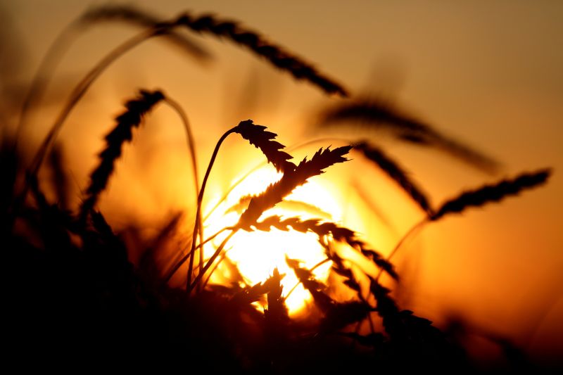 &copy; Reuters. A view shows ears of wheat in a field owned by the "Siberia" farming company during sunset outside the village of Ogur in Krasnoyarsk Region, Russia September 8, 2019. Picture taken September 8, 2019. REUTERS/Ilya Naymushin