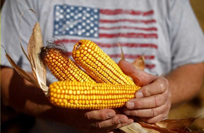 © Reuters. Agricultor com espigas de milho em Minooka, Illinois (EUA) 
24/09/2014
REUTERS/Jim Young