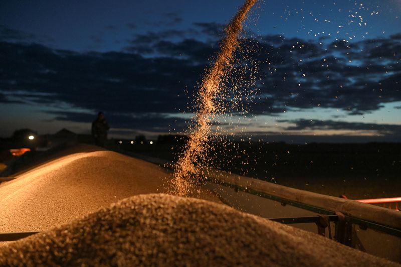 &copy; Reuters. A combine loads a truck with wheat during harvesting in a field of Triticum farm in Omsk region, Russia September 16, 2020. Picture taken September 16, 2020.  REUTERS/Alexey Malgavko