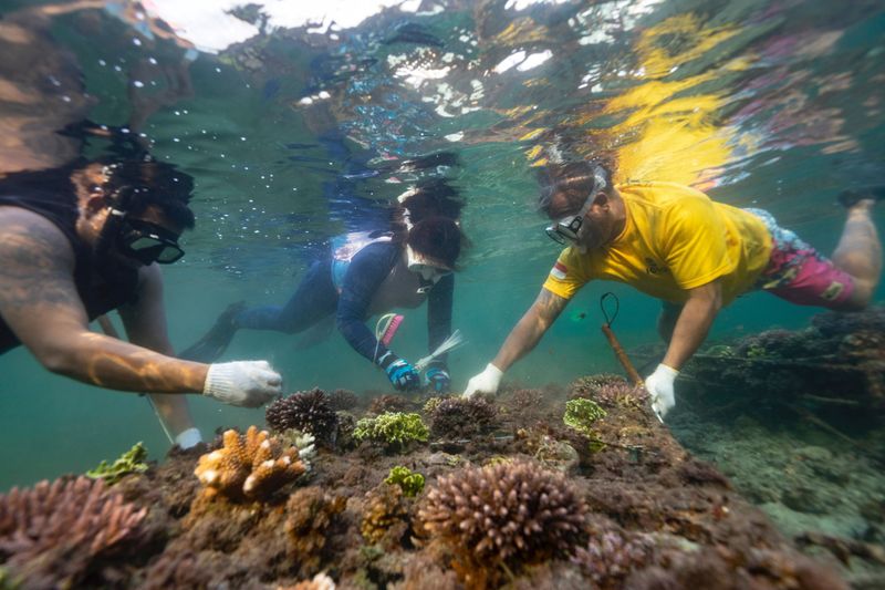 'Reef stars' promote new growth in Bali's dying coral ecosystem