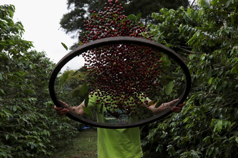 &copy; Reuters. Plantação de café no Instituto Biológico de São Paulo. Picture taken May 8, 2021. REUTERS/Amanda Perobelli