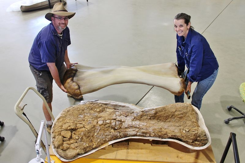 &copy; Reuters. Cientistas confirmam descoberta na Austrália de uma das maiores espécies de dinossauros do mundo. Foto divulgada em 08/06/2021 REUTERS/Eromanga Natural History Museum