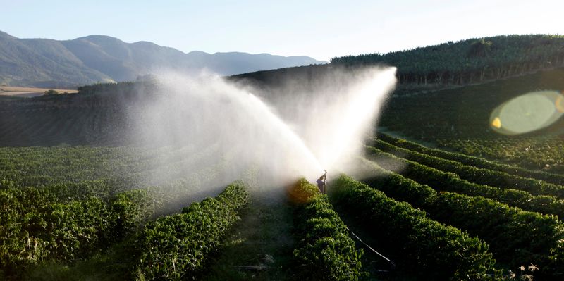 © Reuters. Irrigação de cafezal em Santo Antônio do Jardim (SP) 
07/02/2014
REUTERS/Paulo Whitaker 