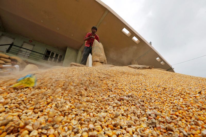 &copy; Reuters. Trabalhador esvaziando saco de milho em Ahmedabad, Índia. 
31/08/2016
REUTERS/Amit Dave