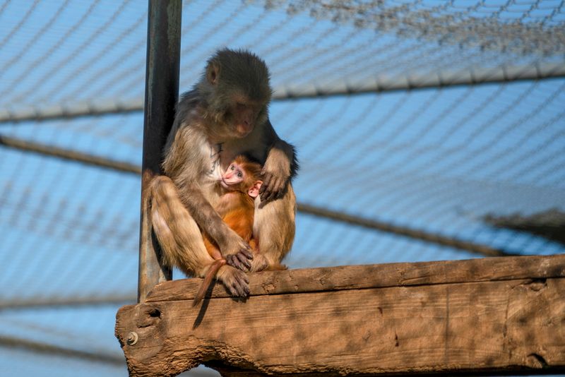 COVID-19 takes center stage at U.S. primate center