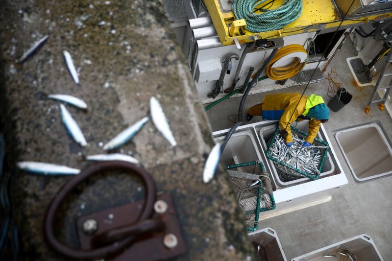 &copy; Reuters. FILE PHOTO: A worker pulls in a net of sardines at Newlyn Harbour, which will see significant impact to the fishing industry as a result of the Brexit deal due to be implemented in the New Year, in Newlyn, Britain, December 29, 2020. REUTERS/Tom Nicholson