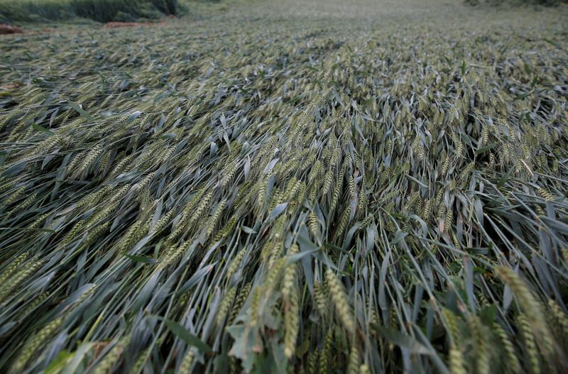 &copy; Reuters. Plantas de trigo em campo em Avenheim, próximo à Strasbourg, na França. 
June 1/06/2018
REUTERS/Vincent Kessler