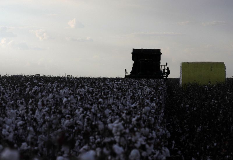 &copy; Reuters. Colheita de algodão no distrito de Roda Velha (BA) 
11/09/2018
REUTERS/Ricardo Moraes