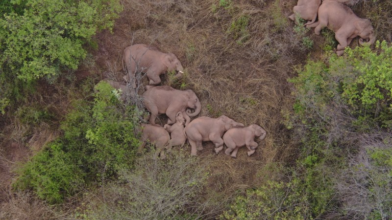 &copy; Reuters. مجموعة من الأفيال البرية الآسيوية تستريح بأحد الغابات في مدينة كونمينغ عاصمة إقليم يونّان الصيني يوم السابع من يونيو حزيران 2021. صورة حصلت ع
