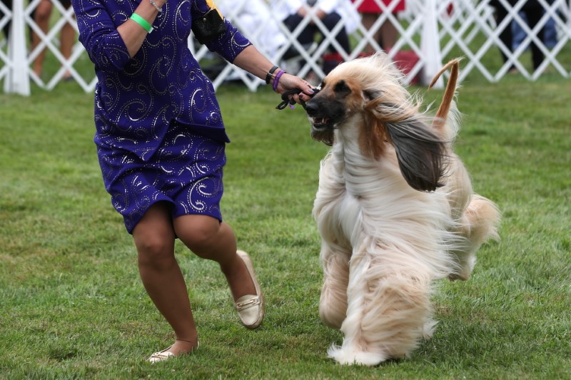 &copy; Reuters. FILE PHOTO: A handler presents an Afghan Hound dog during breed judging at the 145th Westminster Kennel Club Dog Show at Lyndhurst Mansion in Tarrytown, New York, U.S., June 12, 2021. REUTERS/Mike Segar