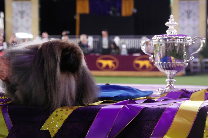 © Reuters. Wasabi, a Pekingese of East Berlin, Pennsylvania is posed after winning the Best in Show at the 145th Westminster Kennel Club Dog Show at Lyndhurst Mansion in Tarrytown, New York, U.S., June 13, 2021. REUTERS/Mike Segar