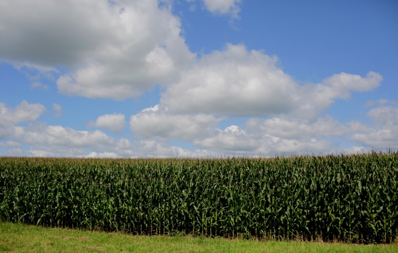 &copy; Reuters. FOTO DE ARCHIVO: Las nubes se ciernen sobre un campo de maíz en Dubuque, Iowa, Estados Unidos.