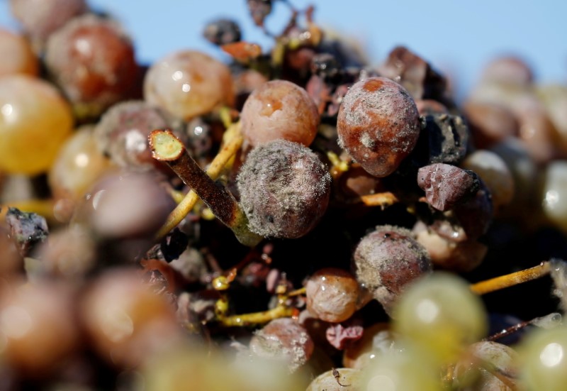 &copy; Reuters. FILE PHOTO: Grapes affected by "noble rot", induced by the Botrytis fungus, are pictured during harvest at Chateau du Pavillon in Sainte-Croix-Du-Mont vineyard, France, October 22, 2018. REUTERS/Regis Duvignau/File Photo