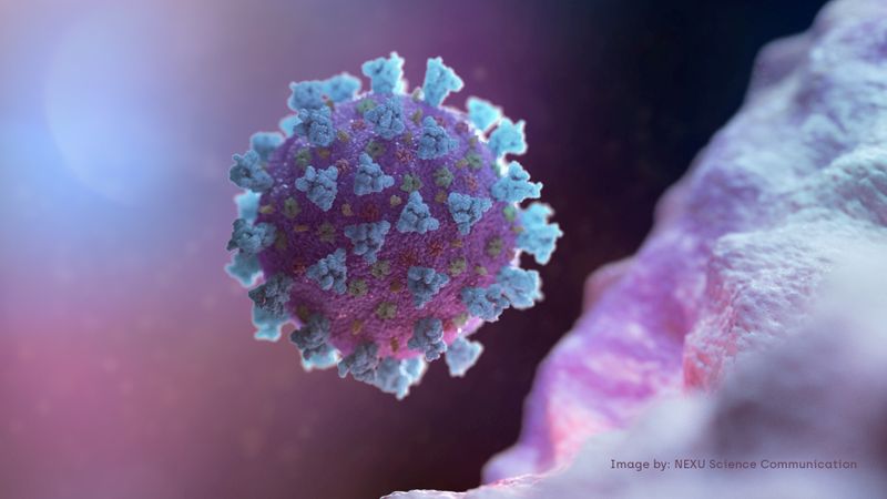&copy; Reuters. FILE PHOTO: A computer image created by Nexu Science Communication together with Trinity College in Dublin, shows a model structurally representative of a betacoronavirus which is the type of virus linked to COVID-19, better known as the coronavirus linke