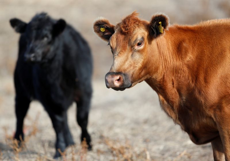 &copy; Reuters. Dos vacas pastorean en una granja de Saladillo, en las afueras de Buenos Aires, Argentina.  Mayo 20, 2021. REUTERS/Agustin Marcarian