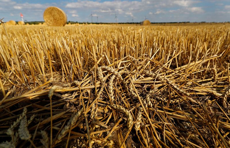 © Reuters. Colheita de trigo em Zeitz, 120km de Berlin, na Alemanha. 
05/08/2018
REUTERS/Kai Pfaffenbach