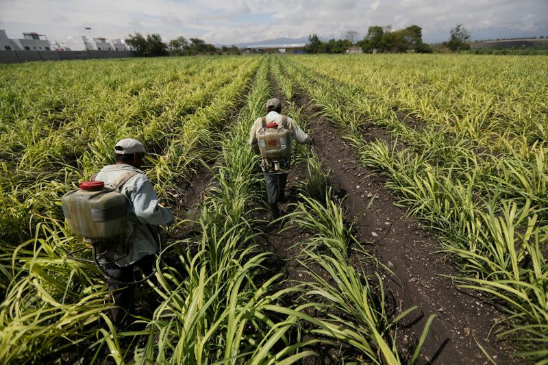 © Reuters. Trabalhadores usam fertilizantes em campo de cana-de-açúcar no estado de Morelos, México. 
31/05/2017 
REUTERS/Edgard Garrido