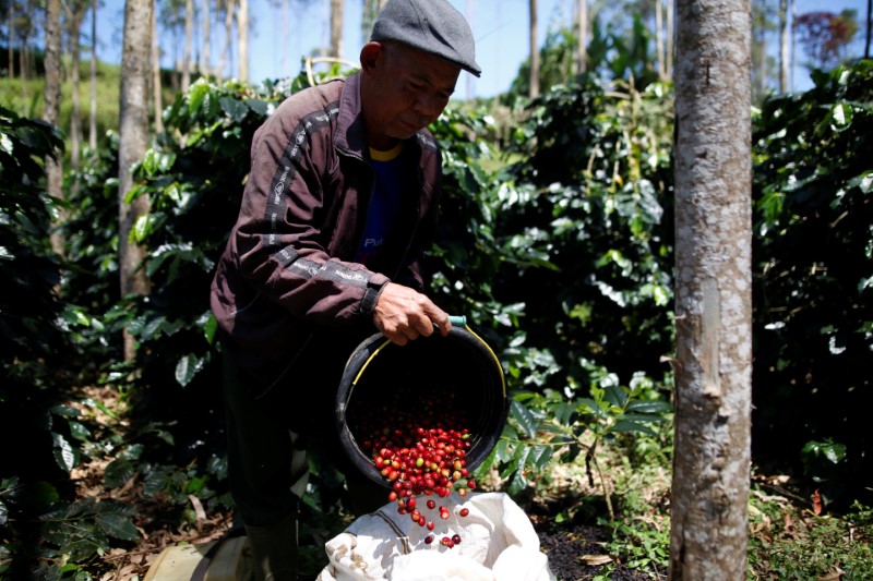 © Reuters. Colheita de café arábica em Pangalengan, Indonésia 
09/05/2018
REUTERS/Darren Whiteside