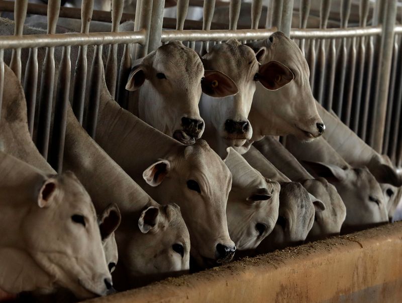 &copy; Reuters. Animais confinados em uma fazenda em Paulínia, interior de São Paulo
REUTERS/Paulo Whitaker