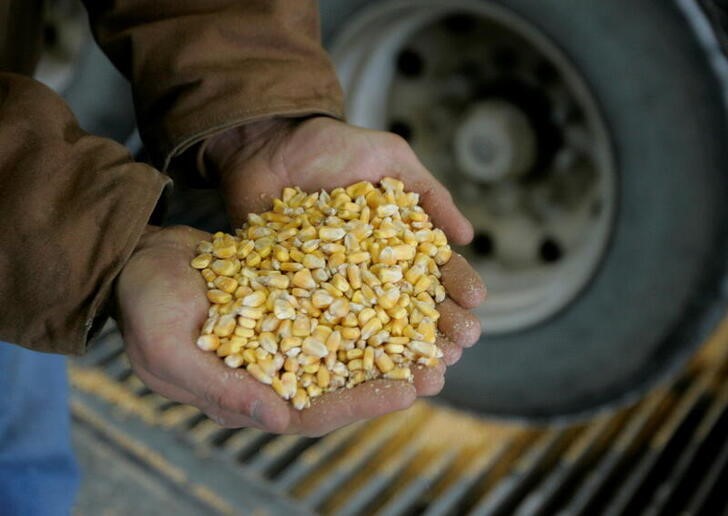 &copy; Reuters. Foto de archivo de granos de maíz en las manos de un agricultor en una granha en Nevada, Iowa
Dic 6, 2007.  REUTERS/Jason Reed/Archivo