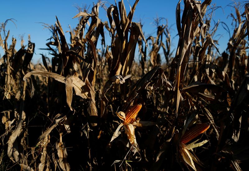 © Reuters. Lavoura de milho em Pergamino, Argentina 
27/04/2021
REUTERS/Agustin Marcarian