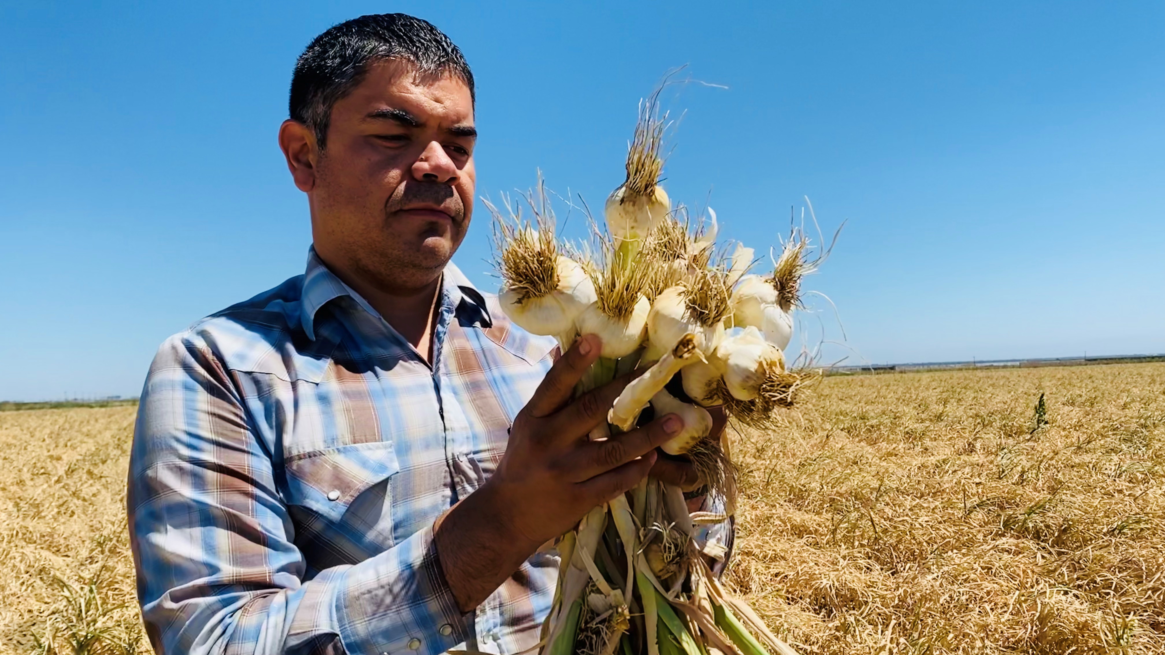 &copy; Reuters. Salvador Parra, manager at Burford Ranch, is seen with a garlic crop he is preparing to harvest and sell, in Cantua Creek, California, U.S. June 15, 2021. Photo taken June 15, 2021. REUTERS/Norma Galeana