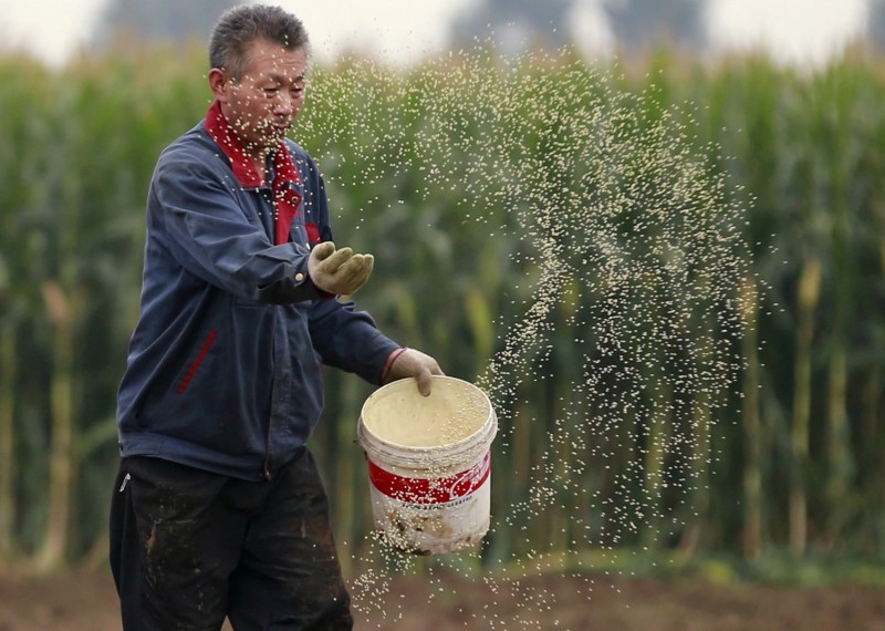 © Reuters. Produtor jogando sementes em campo em Gaocheng, na China. 
30/09/2015 
REUTERS/Kim Kyung-Hoon