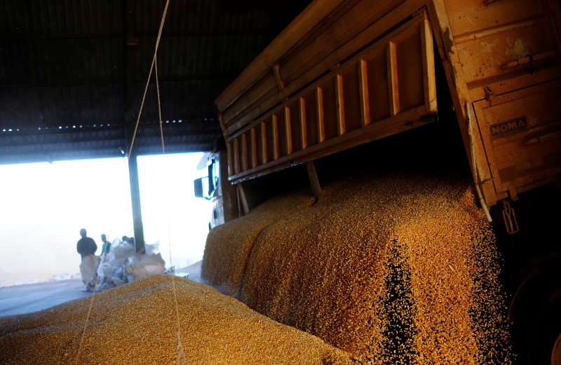 &copy; Reuters. Imagen de archivo de trabajadores descargan maíz de la segunda cosecha (de invierno) cerca de Sorriso en el estado de Mato Grosso