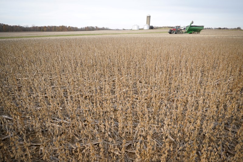 &copy; Reuters. Soja sendo colhida em campo da Fazenda Hodgen em Roachdale, Indiana, EUA. 
08/11/2019 
REUTERS/Bryan Woolston