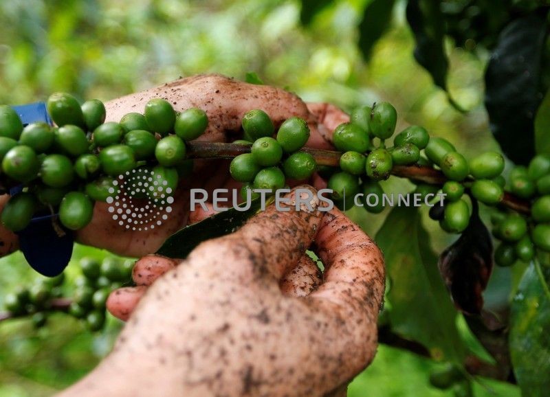 &copy; Reuters. Trabalhador colhe frutos de café em uma plantação em Pueblorrico
11/03/2019
REUTERS/Luisa Gonzalez