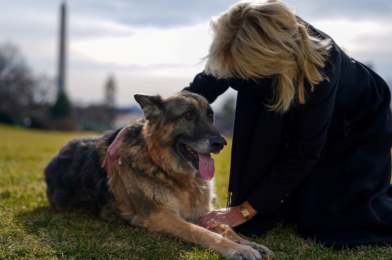&copy; Reuters. السيدة الأولى جيل بايدن تداعب الكلب الشيبرد الألماني تشامب بعد وصولهم إلى البيت الأبيض في واشنطن يوم 24 يناير كانون الثاني 2021.
(صورة لرويترز 