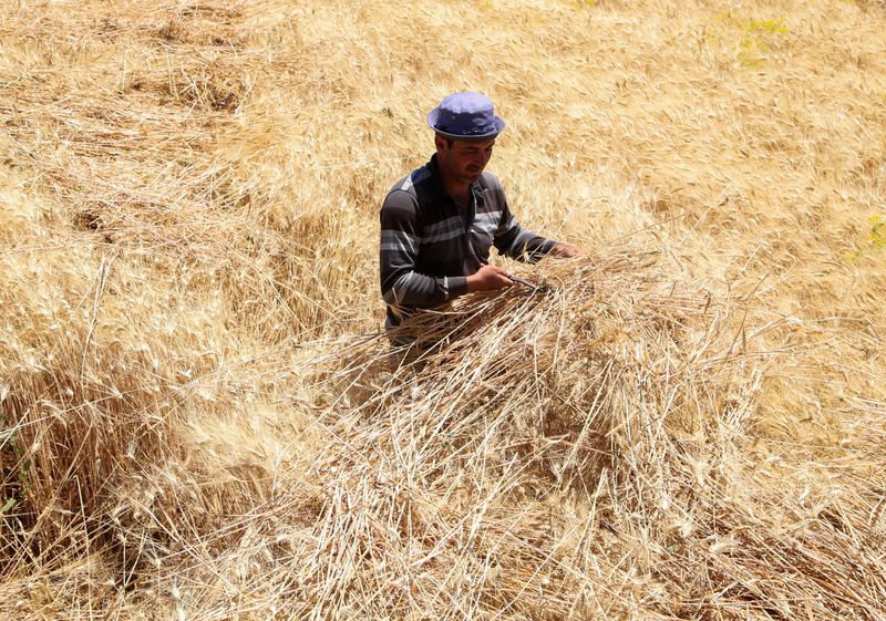 &copy; Reuters. مزارع يحصد القمح في ضواحي دمشق يوم 17 يونيو حزيران 2021. تصوير: يمام الشاعر - رويترز. 