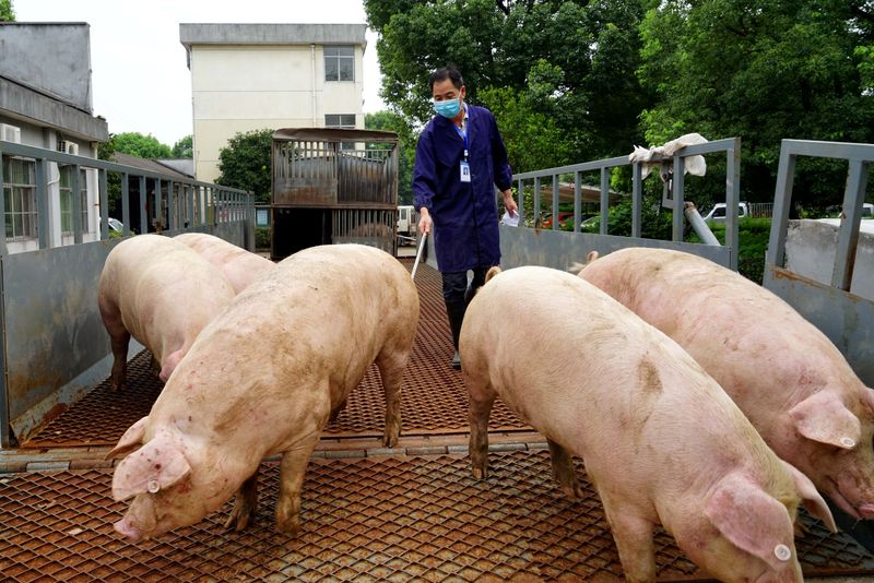 &copy; Reuters. Porcos chegando a abatedouro na China
27/07/2020
REUTERS